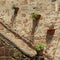 Entrance with geranium flowers, Tuscany