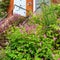 Entrance with geranium plants in London