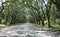 Entrance road to Wormsloe Plantation