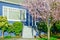 Entrance to blue house with blooming pink cherry flower in suburban Seattle