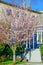 Entrance to blue house with blooming pink cherry flower in suburban Seattle