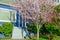 Entrance to blue house with blooming pink cherry flower in suburban Seattle