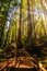 Entrance to Muir Woods National Monument on a bright sunny day. Shade on the pathway leading in to the forest is provided by Coast