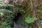 Entrance to the Nahuku - Thurston Lava Tube at the Volcanoes National Park on the Big Island, Hawaii