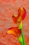 Entwined flaming calla lilies on abstract orange color backdrop