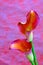 Entwined flaming calla lilies on abstract pink color backdrop