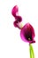 Entwined pair of pink calla lily flowers on white background
