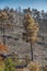 Enviromental damage with burned trees after forest fire