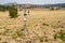 An enviromental weather vane at the Flossiant Fossil Beds National Monument, measures