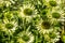 Environment of blooming flowers of green jewel Echinacea for flora