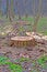 environment destruction, sawn oak tree stump closeup in the forest, illegal logging and vandalism,