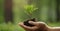 environment Earth Day In the hands of trees growing seedlings Bokeh green Background Female hand holding tree