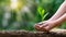 Environment Earth Day In the hands of trees growing seedlings. Bokeh green Background Female hand holding tree on nature field