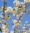 Environment and natural beauty - cherry blossom tree over blue sky