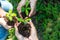 Environment nature.  People team work holding young plants in the nature park and see stages