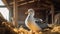 Environmental Awareness: Seagull In Soft-focus Barn Portrait