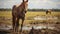 Environmental Awareness: Two Horses Embrace Prairiecore With Explosive Wildlife