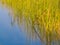 Environmental bright greens of swamp reeds against clear blue wa