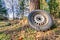 Environmental elapse in a forest, a left behind tire in pure nature.