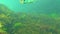 Environmental issue, pollution. Sick pelagic fish Atherina sp. Black Sea