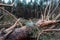 Environmental issues, problems. Plastic bottle in trunk of pine fallen tree. Windfall in pine forest. Storm damage