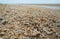 Environmental pollution: Beach piled with dead corals from the Great Barrier Reef