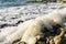 Environmental pollution, dirty yellow foam close-up, thrown by the waves on a rocky beach