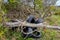 Environmental pollution the fly tipping of old tyres and rubbish dumped in the countryside