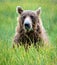 Environmental portrait of a grizzly bear in grass