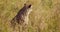 Environmental portrait of yawning adult cheetah sitting at the vast grassy plain