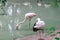Environmental protection, zoo. Two flamingos in a green pond. Reflections of birds in the water