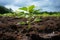 Environmental stewardship A tree being planted to contribute to climate change mitigation
