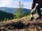 Environmental volunteers plant seedlings of spruce trees on the slopes of the mountains. Generated by AI