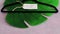 Environmentally conscious clothing brands, Sustainable Fashion label with clothes hanger on top of tropical green leaf on pink