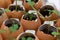 Environmentally friendly plant pots