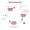 Enzyme Catalytic Cycle