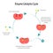 Enzyme Catalytic Cycle