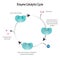 Enzyme Catalytic Cycle