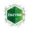 Enzyme floral plants pattern green hexagon button