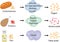 Enzymes braking down food into nutrients.