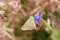 Eogenes alcides butterfly on flower , butterflies of Iran