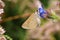 Eogenes alcides butterfly on flower , butterflies of Iran