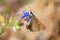 Eogenes alcides butterfly on flower , butterflies of Iran