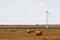 Eolian wind turbine with wheat hay rolls