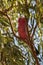 Eolophus roseicapilla or galah perched in a eucalyptus tree