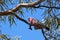 Eolophus roseicapilla or galah perched in gumtree