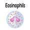 Eosinophil structure. Eosinophil blood cells. White blood cells. leukocytes. Infographics. Vector illustration on