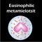 Eosinophil structure. Eosinophil blood cells. White blood cells. leukocytes. Infographics. Vector illustration on