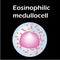 Eosinophil structure. Eosinophil blood cells. White blood cells. leukocytes. Infographics. Vector illustration on