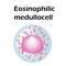 Eosinophil structure. Eosinophil blood cells. White blood cells. leukocytes Medullocell. Infographics. Vector